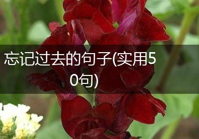 忘记过去的句子(实用50句)