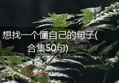 想找一个懂自己的句子(合集50句)