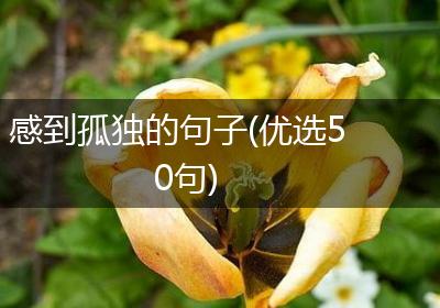 感到孤独的句子(优选50句)