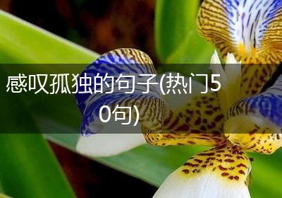感叹孤独的句子(热门50句)