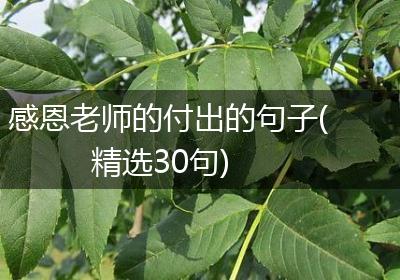 感恩老师的付出的句子(精选30句)
