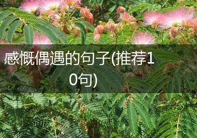 感慨偶遇的句子(推荐10句)