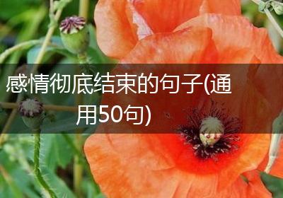 感情彻底结束的句子(通用50句)