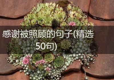 感谢被照顾的句子(精选50句)