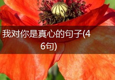 我对你是真心的句子(46句)