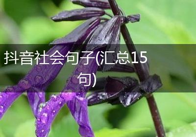 抖音社会句子(汇总15句)