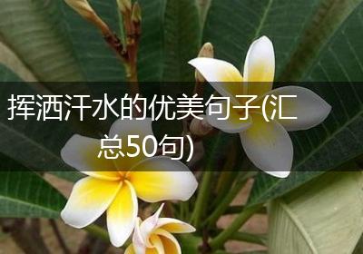 挥洒汗水的优美句子(汇总50句)