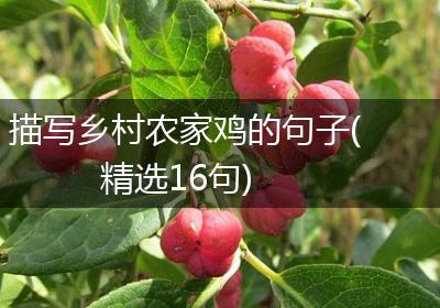 描写乡村农家鸡的句子(精选16句)