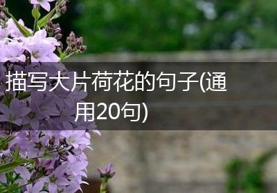描写大片荷花的句子(通用20句)