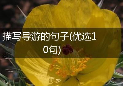 描写导游的句子(优选10句)