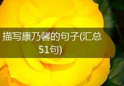 描写康乃馨的句子(汇总51句)