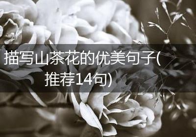 描写山茶花的优美句子(推荐14句)