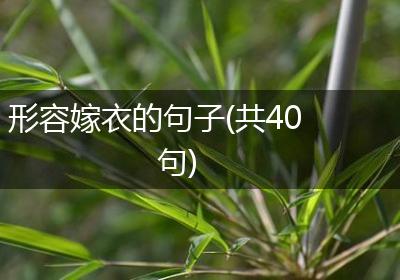 形容嫁衣的句子(共40句)