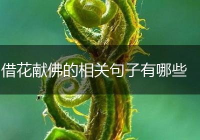 借花献佛的相关句子有哪些