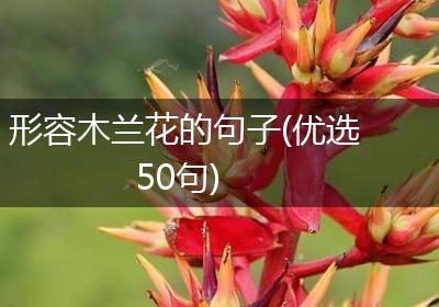 形容木兰花的句子(优选50句)