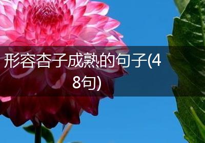 形容杏子成熟的句子(48句)