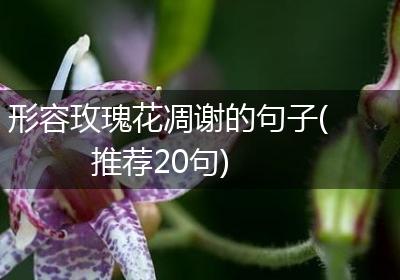 形容玫瑰花凋谢的句子(推荐20句)