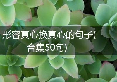 形容真心换真心的句子(合集50句)