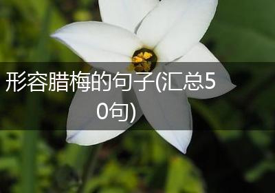 形容腊梅的句子(汇总50句)