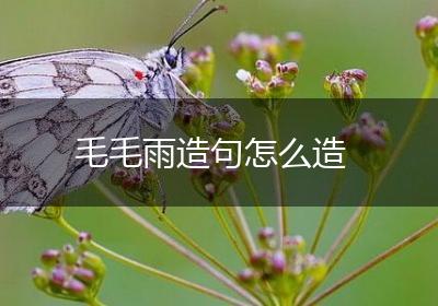 毛毛雨造句怎么造