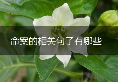 命案的相关句子有哪些