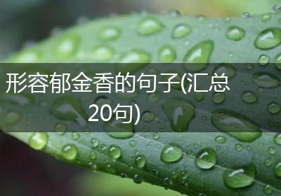 形容郁金香的句子(汇总20句)