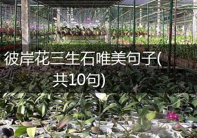 彼岸花三生石唯美句子(共10句)