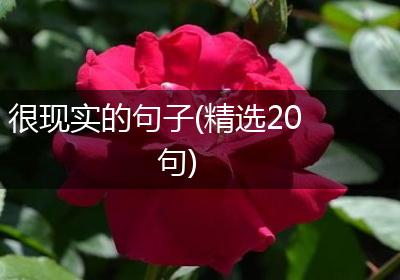 很现实的句子(精选20句)
