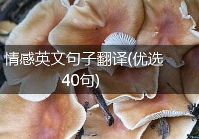 情感英文句子翻译(优选40句)