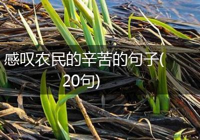 感叹农民的辛苦的句子(20句)