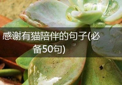 感谢有猫陪伴的句子(必备50句)