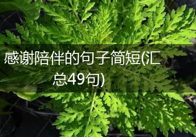 感谢陪伴的句子简短(汇总49句)