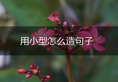 用小型怎么造句子