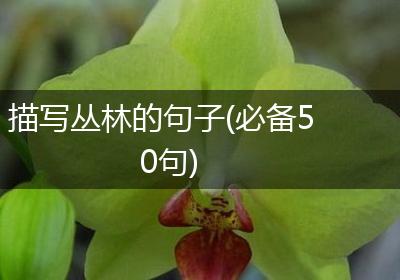 描写丛林的句子(必备50句)