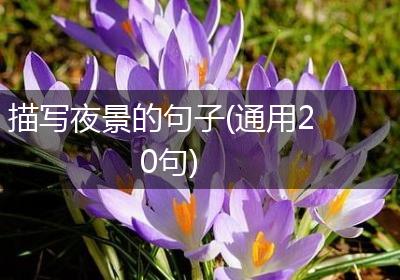 描写夜景的句子(通用20句)