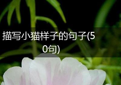 描写小猫样子的句子(50句)