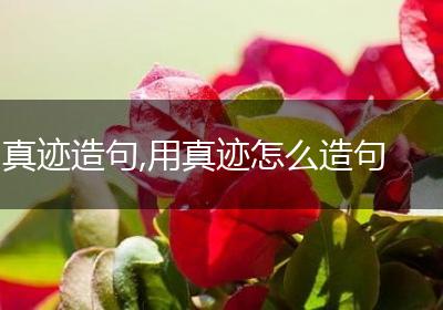 真迹造句,用真迹怎么造句