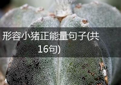 形容小猪正能量句子(共16句)