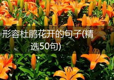形容杜鹃花开的句子(精选50句)