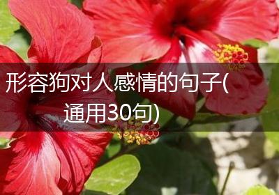 形容狗对人感情的句子(通用30句)