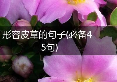 形容皮草的句子(必备45句)