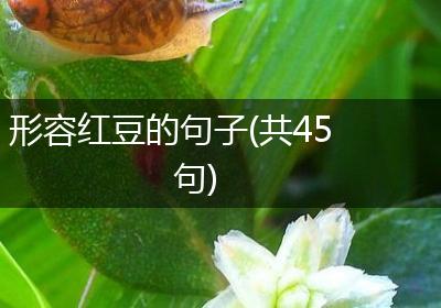 形容红豆的句子(共45句)