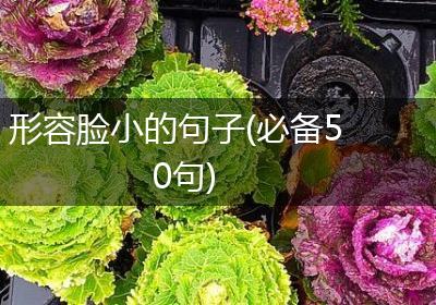 形容脸小的句子(必备50句)