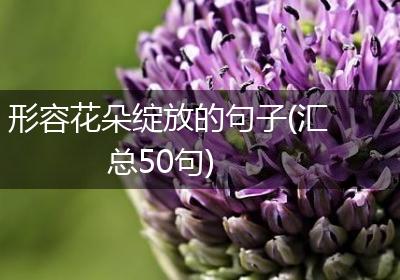 形容花朵绽放的句子(汇总50句)