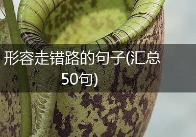 形容走错路的句子(汇总50句)