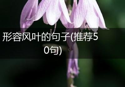 形容风叶的句子(推荐50句)