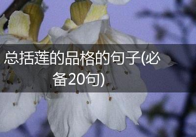总括莲的品格的句子(必备20句)