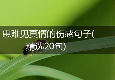 患难见真情的伤感句子(精选20句)