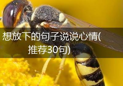 想放下的句子说说心情(推荐30句)