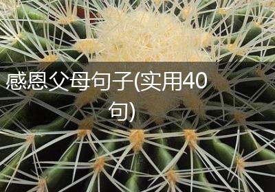 感恩父母句子(实用40句)